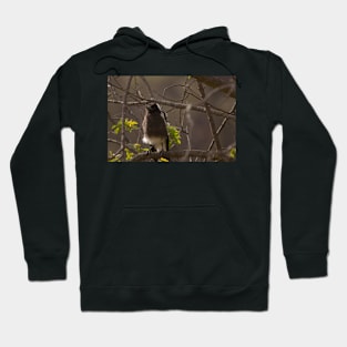 Baby Magpie Hoodie